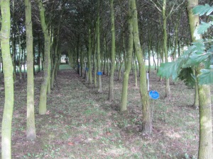 Trees and plaques - young oaks in the merchant navy convoy at the NM Arboretum, Alrewas